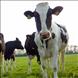 Animales Adultos