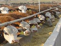 Feed Lot